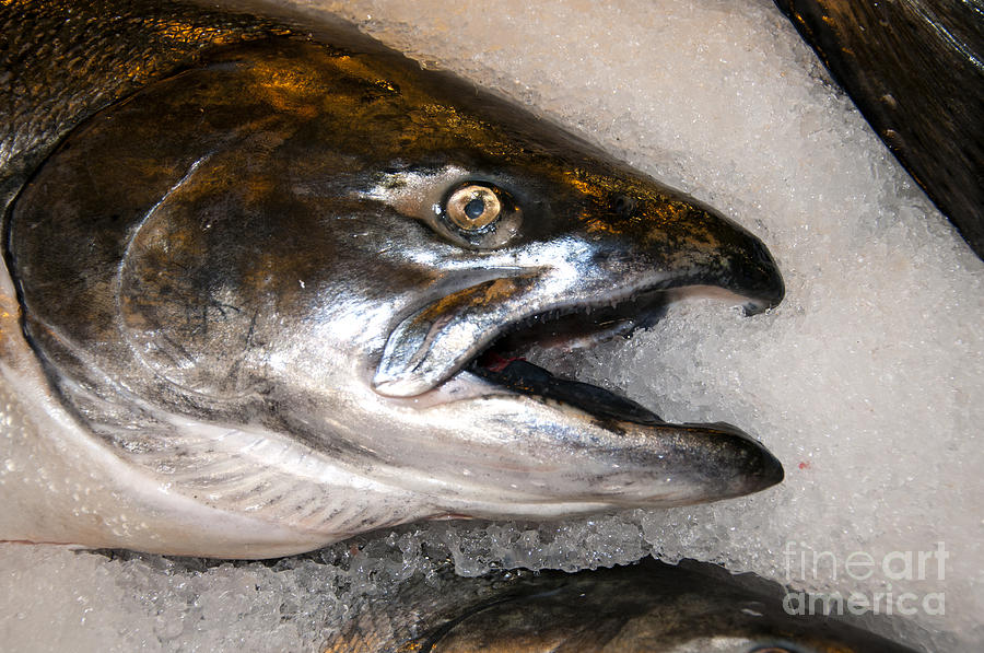 Wild Salmon Photograph by Brenda Kean