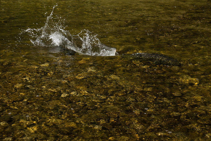 Sports Photograph - Wild Salmon River Run by Georgia Mizuleva