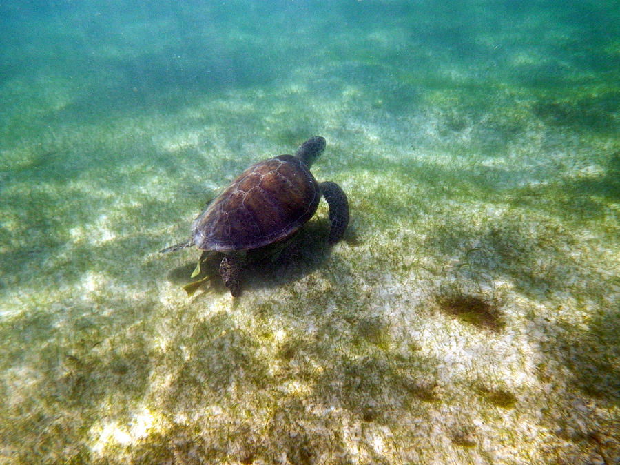 Wild sea turtle underwater Photograph by Eti Reid