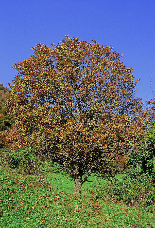 Wild Service Tree (sorbus Torminalis) by Bruno Petriglia/science Photo ...