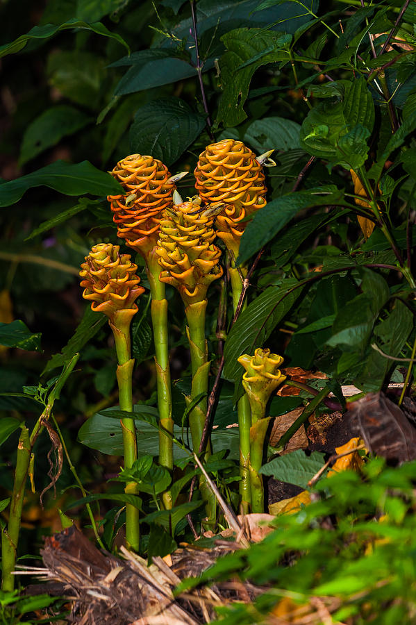 Wild Shampoo Ginger Plants Photograph by Craig Lapsley - Fine Art America