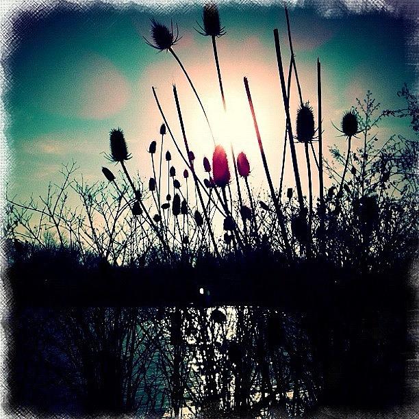 Spring Photograph - Wild Silhouette by Stefanie Roberts