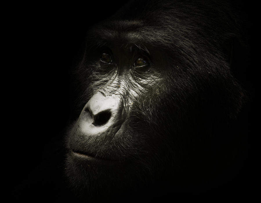 Wild Silverback Gorilla Portrait Photograph by Ranplett