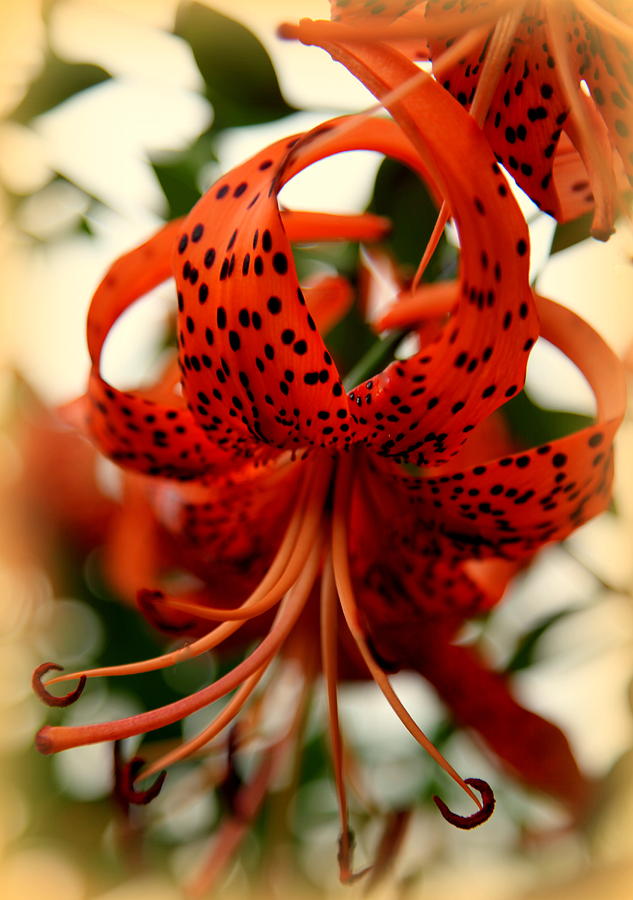 Flower Photograph - Wild Smokies Lily by Karen Wiles