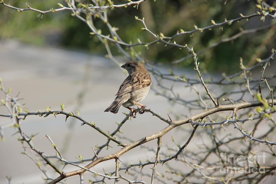 Wild Sparrow Photograph by Jackie FineArt