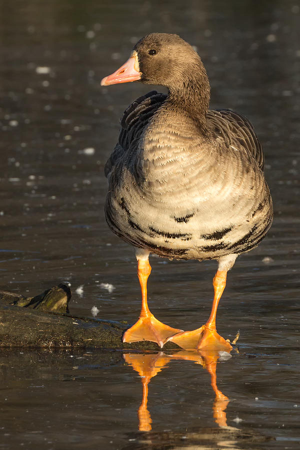 Wild Specklebelly Goose Photograph by Kathleen Bishop