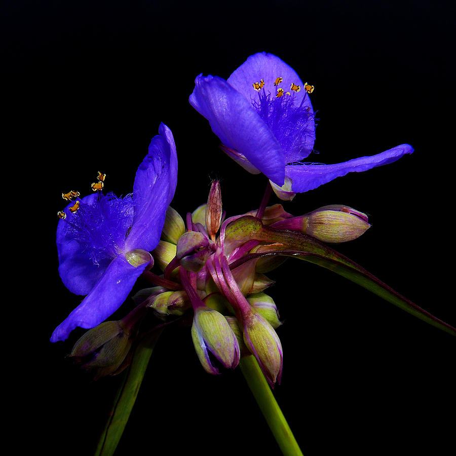 Wild Spiderwort Photograph by Stuart Harrison