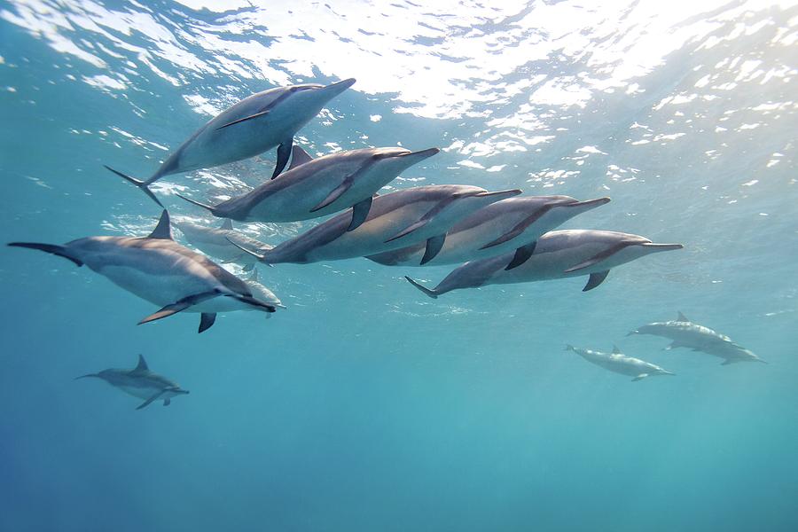 Wild Spinner Dolphins Photograph by James R.d. Scott