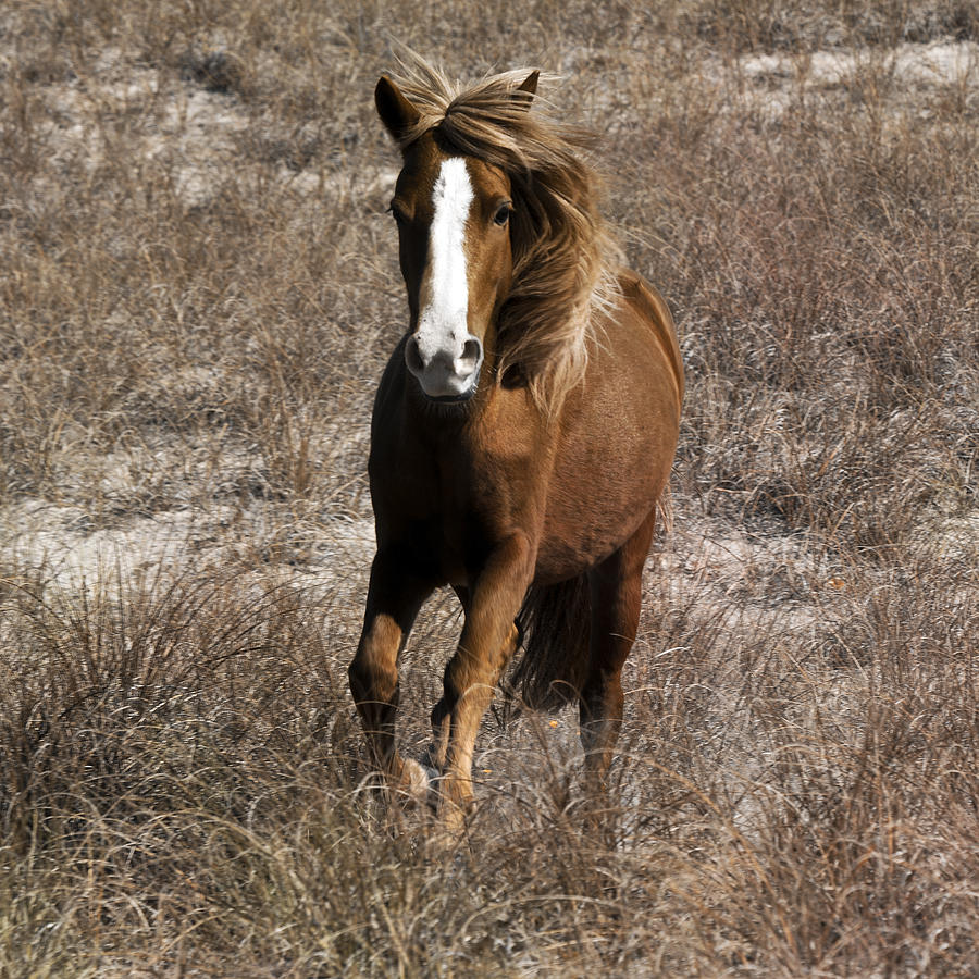 Horse Photograph - Wild Spirit by Betsy Knapp