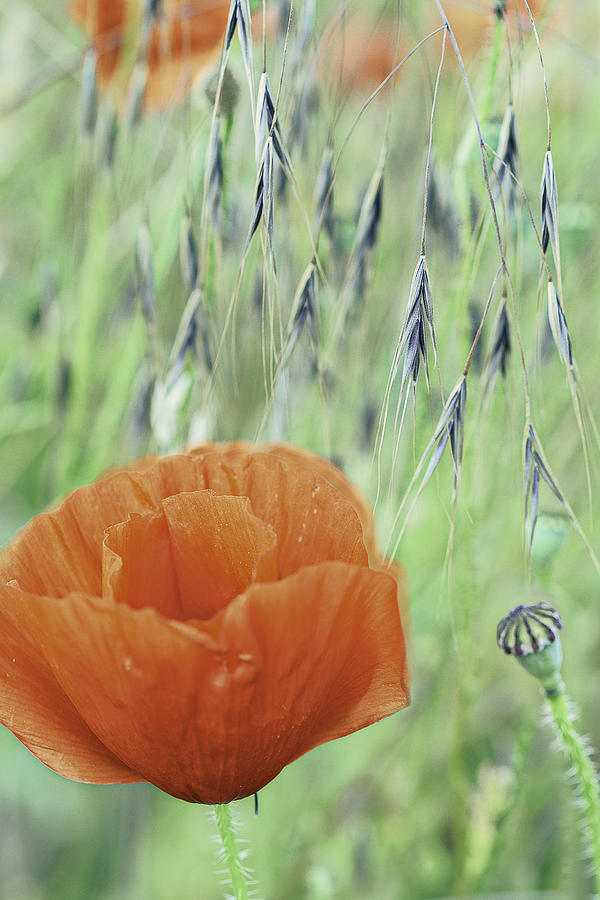 Poppy Photograph - Wild spring flowers by Dirk Ercken
