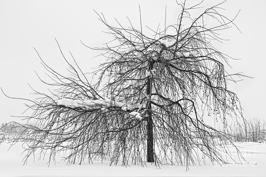 Wild Springtime Winter Tree Black and White Photograph by James BO Insogna