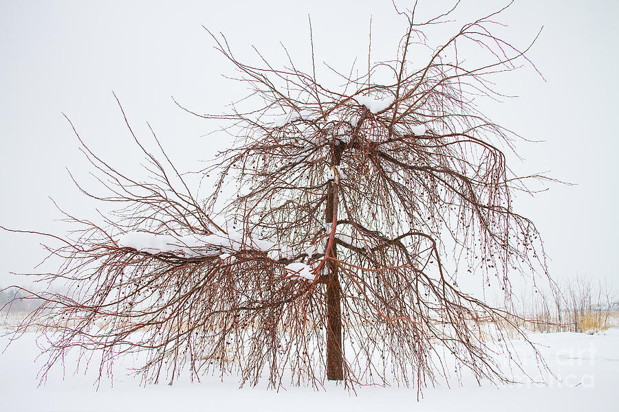 Wild Springtime Winter Tree Photograph by James BO Insogna