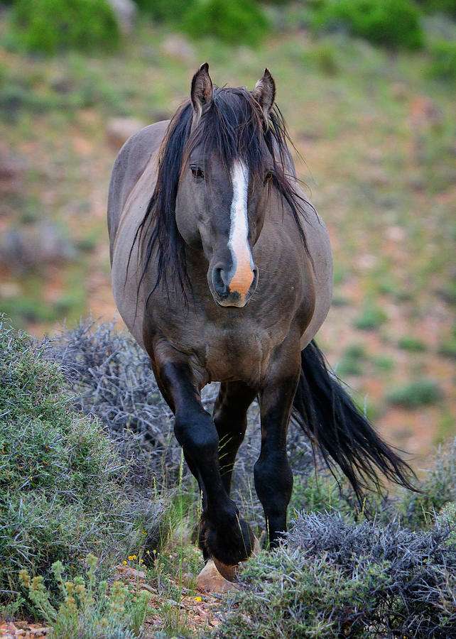Wild Stallion Photograph by Greg Norrell