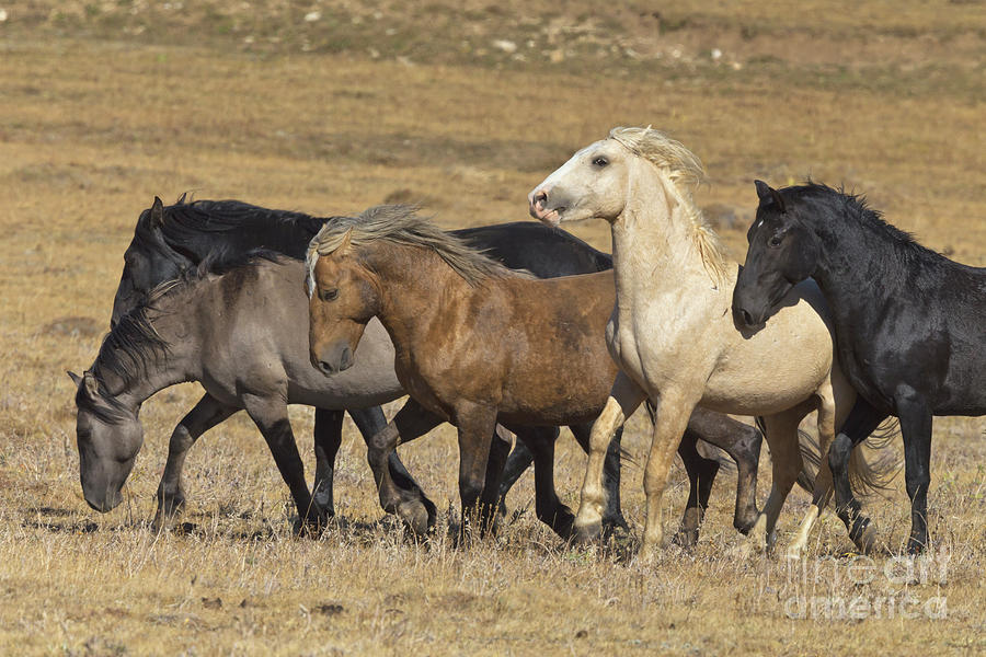 Wild Stallion Herd Pryor Mountain Photograph by Yva Momatiuk and John Eastcott