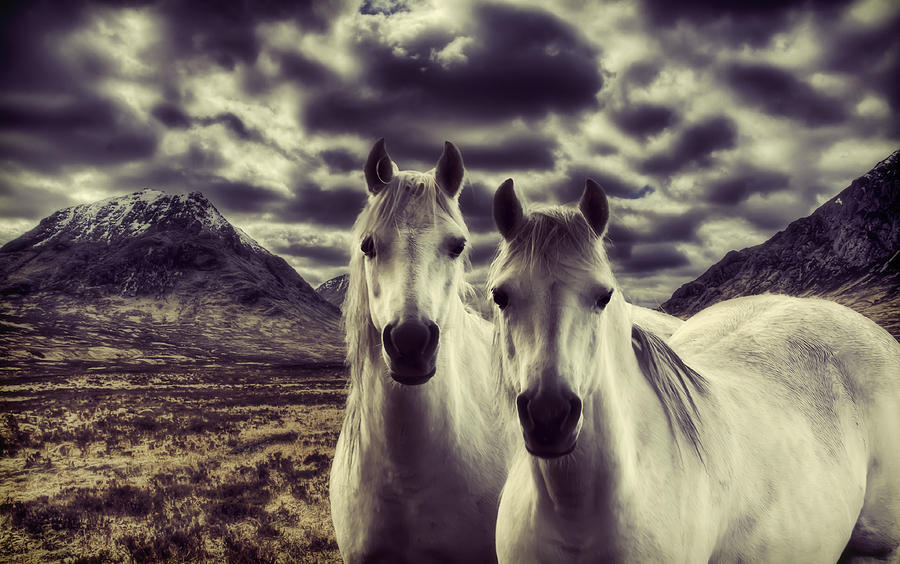 Wildlife Photograph - Wild Stallions by Sam Smith Photography