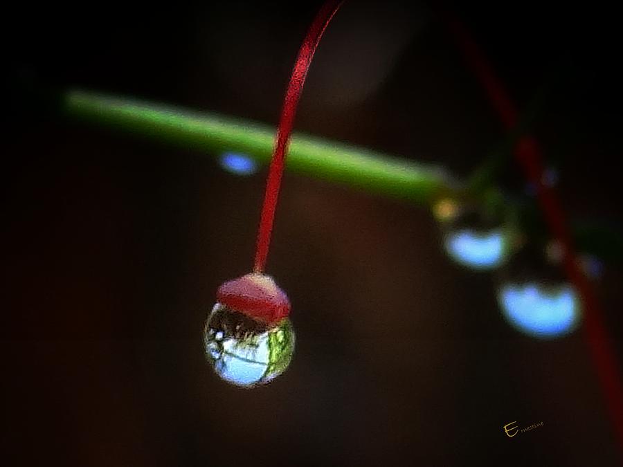 Single Water Drop Photograph - Wild Stamen by Ernestine Manowarda