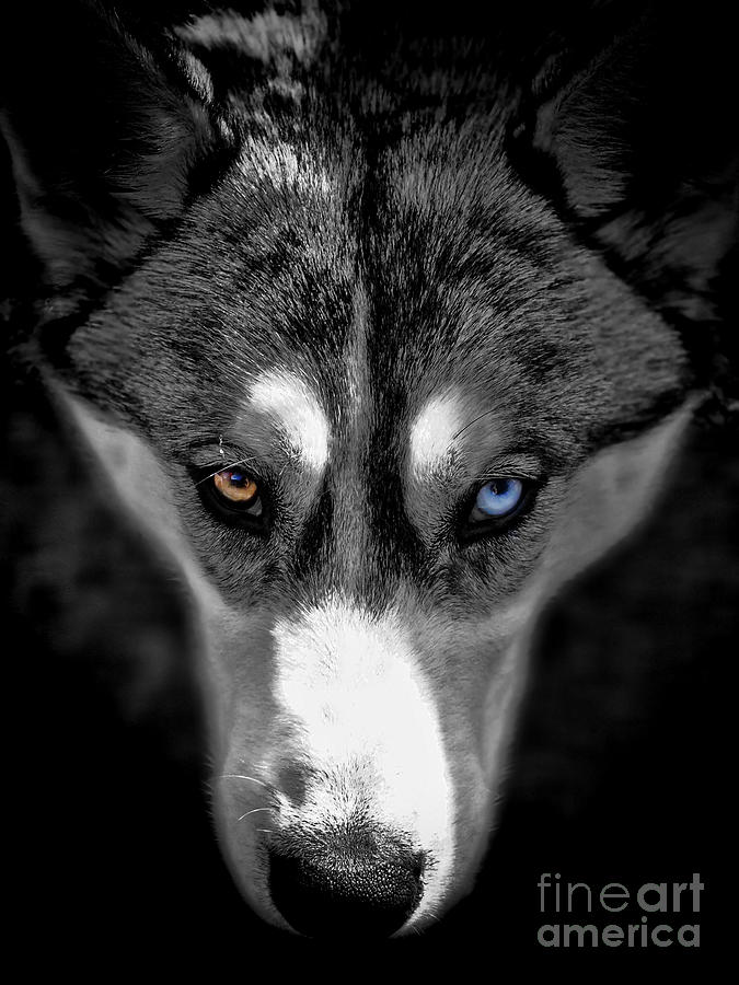 Black And White Photograph - Wild Stare by Karen Lewis