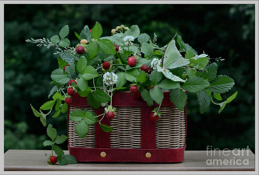 Summer Photograph - Wild Strawberries  And  White  Clover by Luv Photography