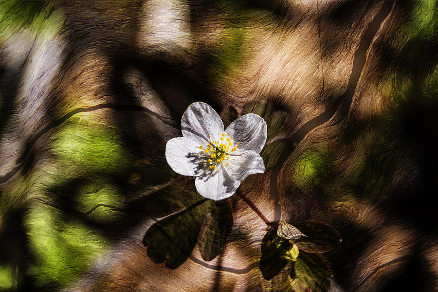 Wild Strawberry Bloom Photograph by Michael Whitaker