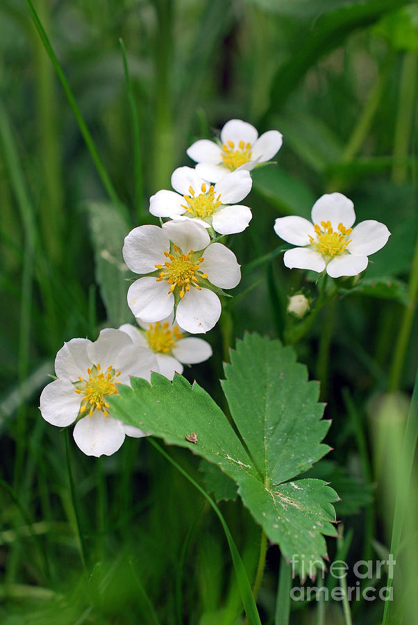 Wild Strawberry Blooms Photograph by Lila Fisher-Wenzel