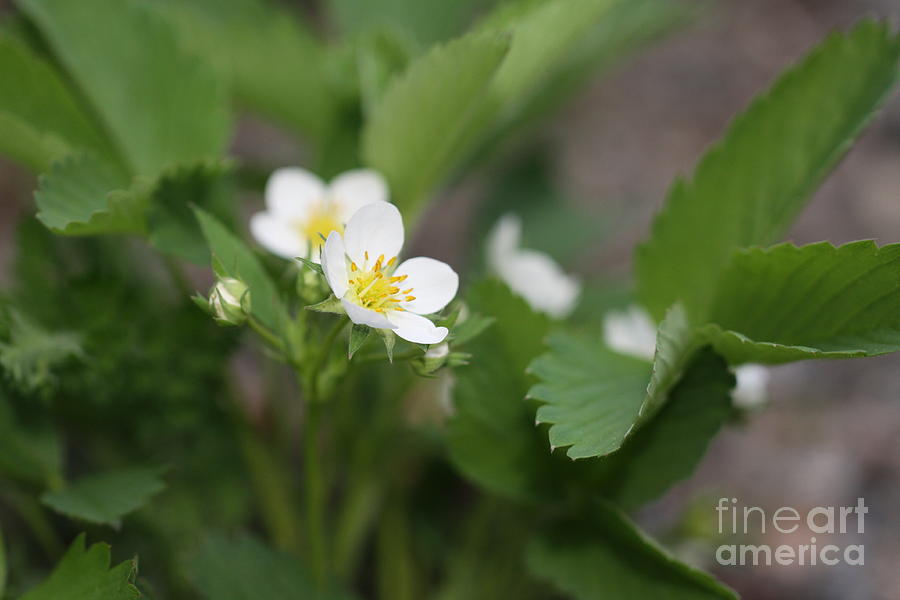 Wild Strawberry Flower Photograph by Margaret Sarah Pardy