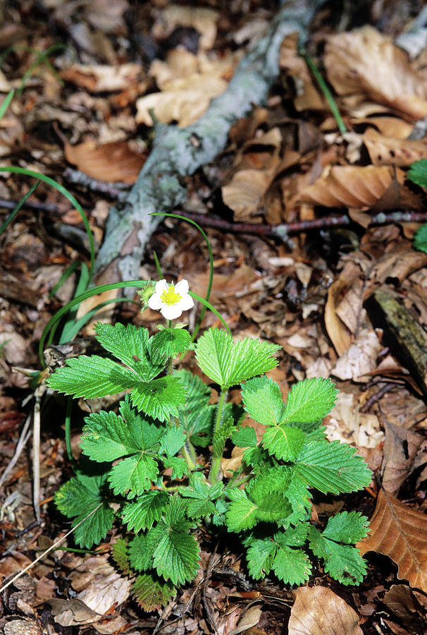 Wild Strawberry (fragaria Vesca) Photograph by Science Photo Library Wild Strawberry (fragaria Vesca) Photograph by Science Photo Library