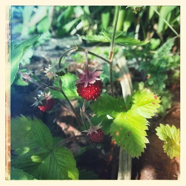 Summer Photograph - #wild #strawberry In #mygarden by Linandara Linandara
