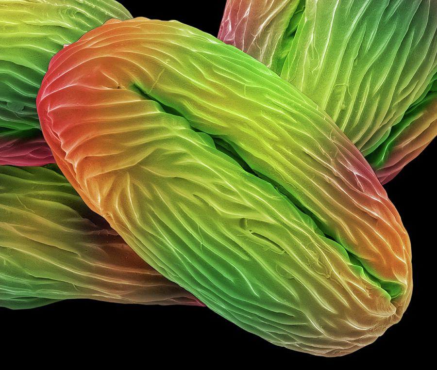 Angiosperm Photograph - Wild Strawberry Pollen Grains by Steve Gschmeissner Angiosperm Photograph - Wild Strawberry Pollen Grains by Steve Gschmeissner