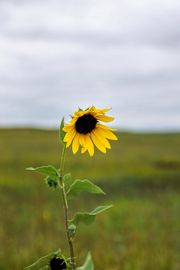 Wild Sunflower Photograph by Alan Hutchins