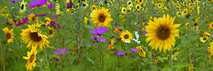 Wild Sunflower Field Panoramic Photograph by Joann Vitali