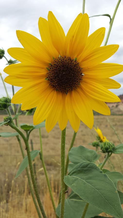 Sunflower Photograph - Wild Sunflower by Justyne Moore