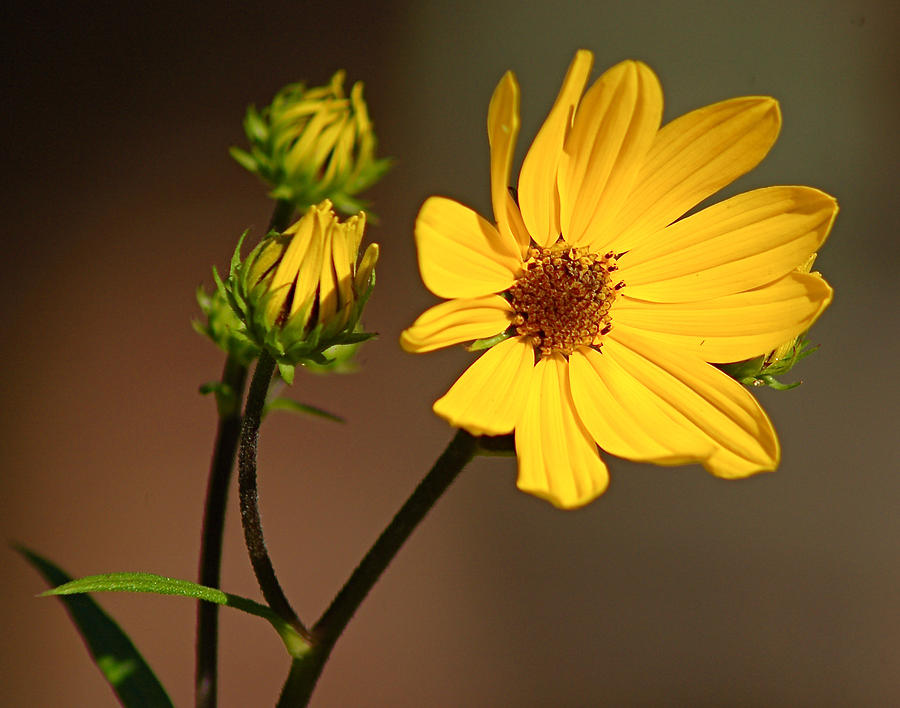 Wild Sunflower Photograph by Linda Brown