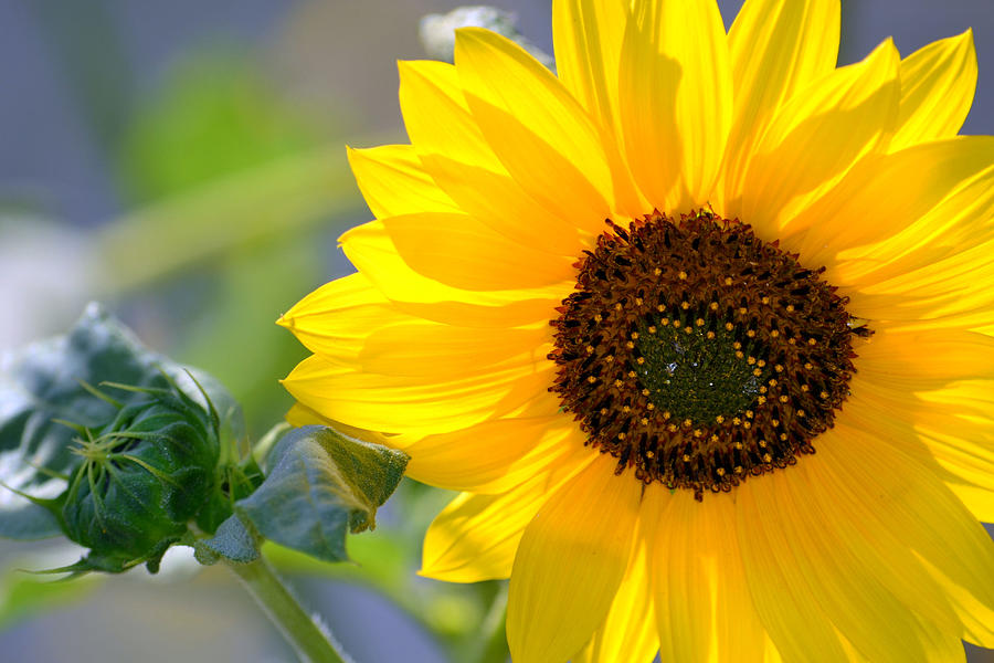 Wild Sunflower Photograph by Nadalyn Larsen
