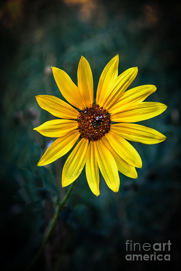 Wild Sunflower Photograph by Robert Bales