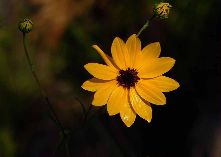 Wild Sunflower Photograph by Rosalie Scanlon