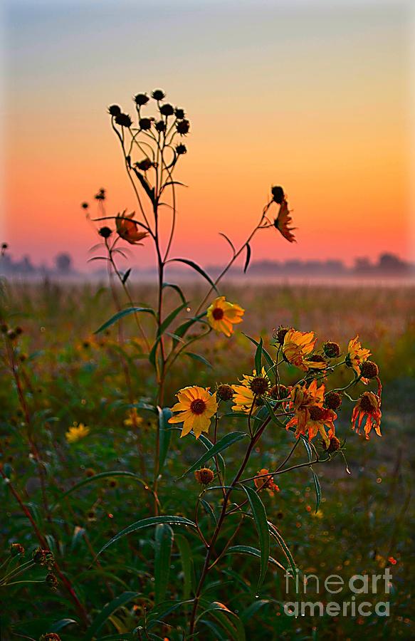 Wild Sunflowers at Dawn Photograph by Julie Dant