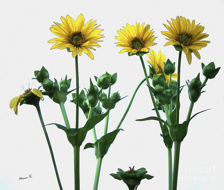 Wild Sunflowers Photograph by Nina Silver