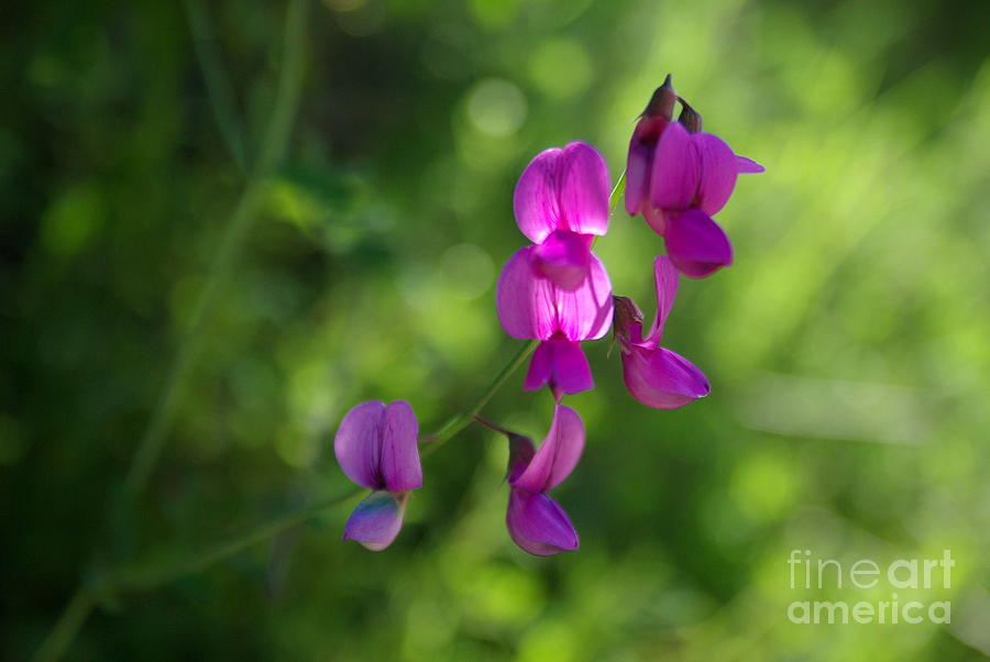 Wildflowers Photograph - Wild Sweetpea 1.6370 by Stephen Parker