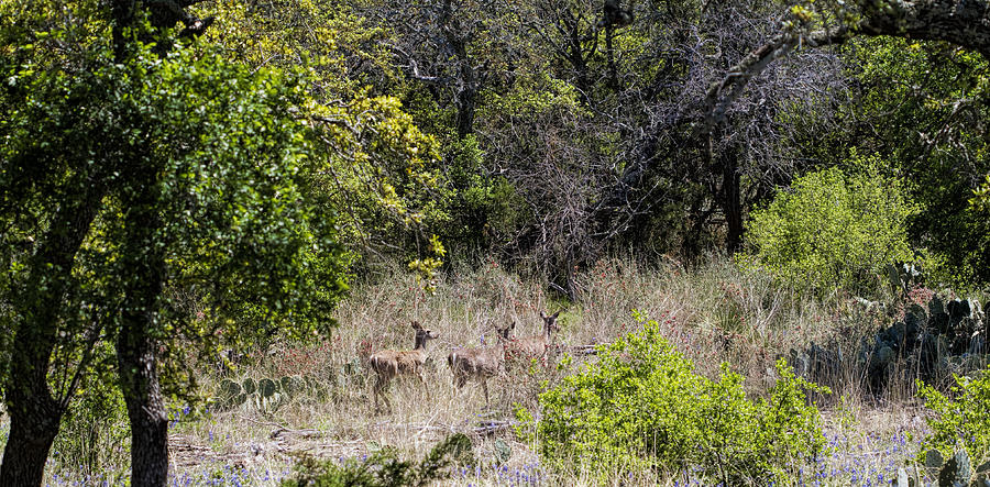 Wild Texas Whitetail Deer - Odocoileus virginianus Photograph by Kathy Clark