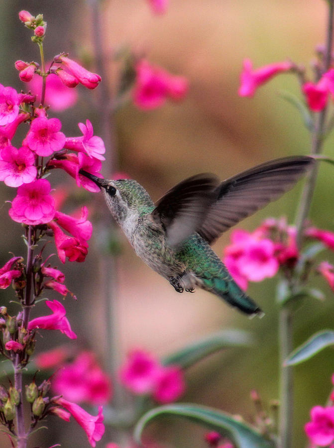 Hummingbird Photograph - Wild thing by Tammy Espino