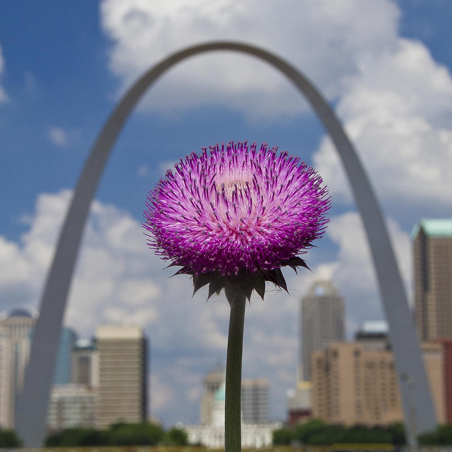 St. Louis Photograph - Wild Thistle and the Arch by Garry McMichael