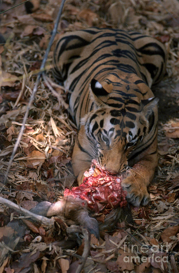 Tiger Photograph - Wild Tiger Eating Deer by Mark Newman