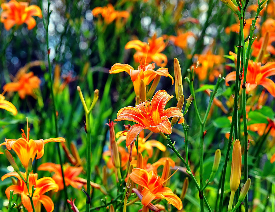 Flower Photograph - Wild Tiger Lilies by Flees Photos