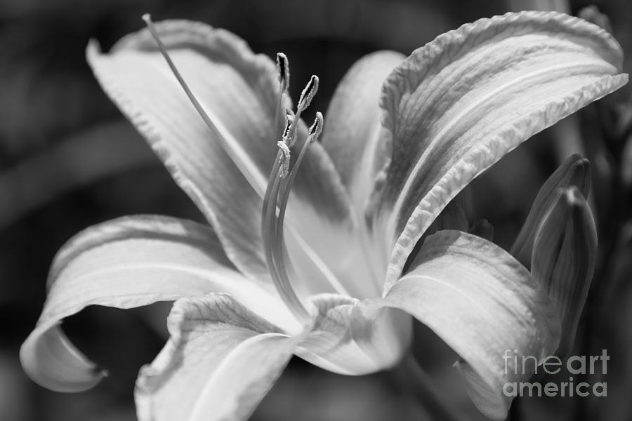 Wild Tiger Lily Photograph by Chris Scroggins