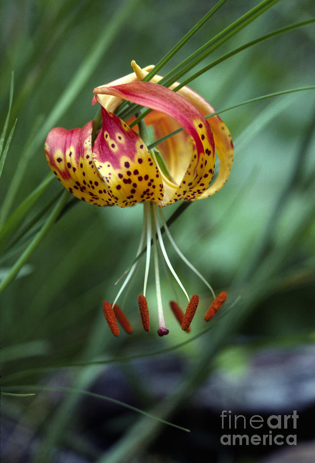 Wild Tiger Lily Photograph by Craig Lovell