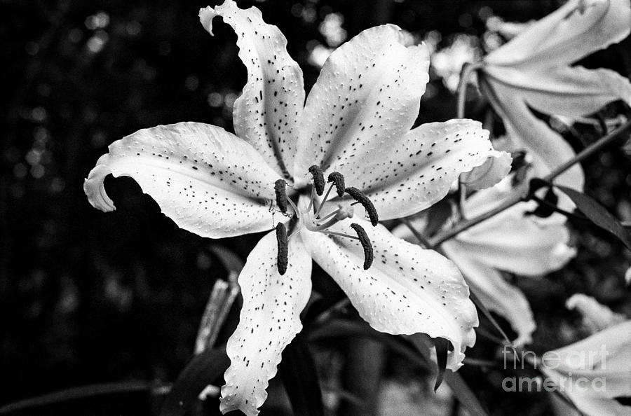 Black And White Photograph - Wild Tiger Lily by Dean Harte