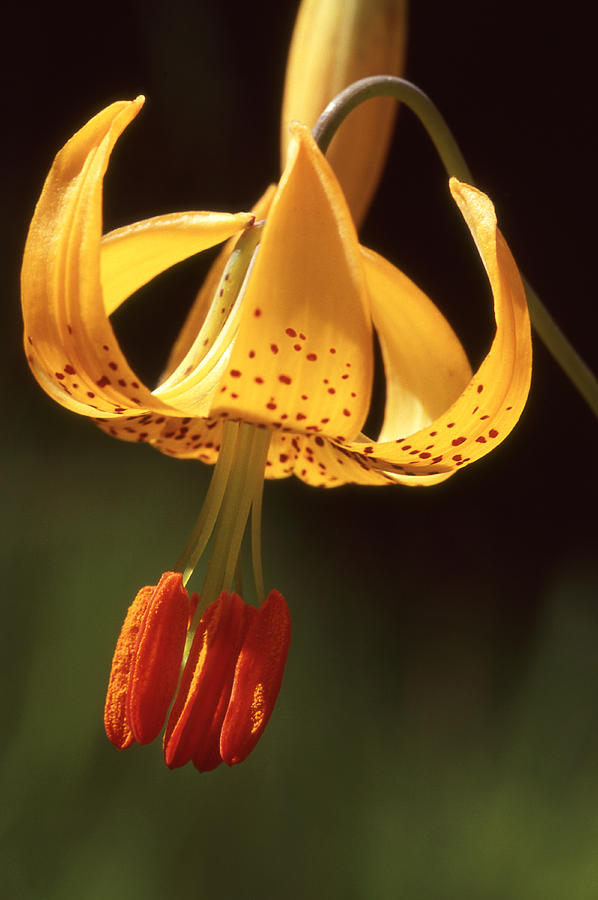 Wild Tiger Lily Photograph by Ginny Barklow