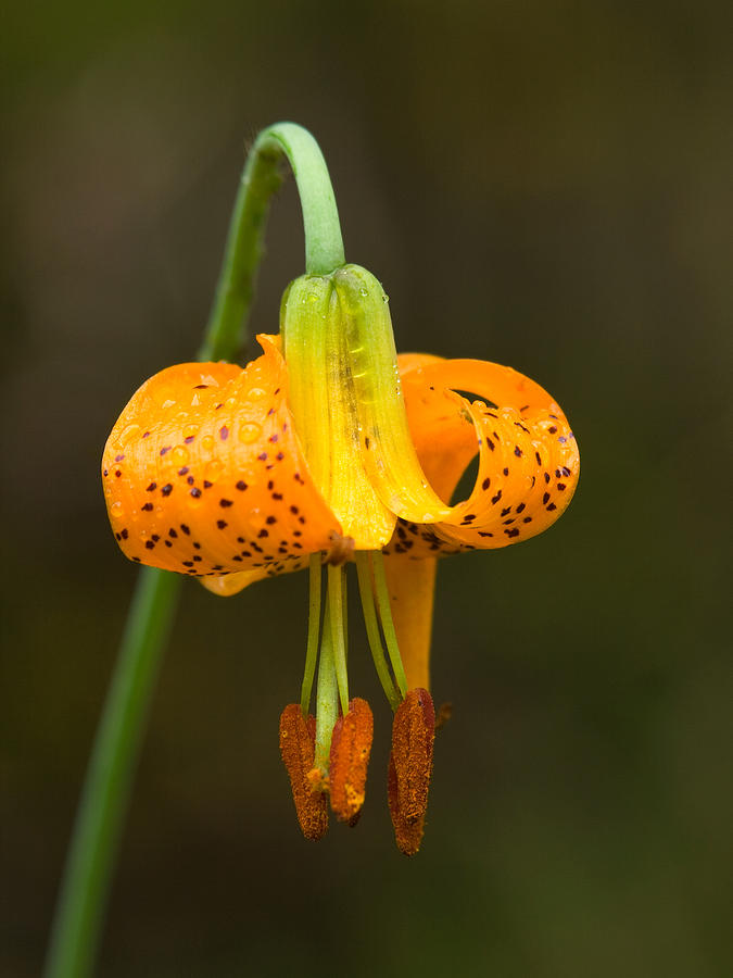 Wild Tiger Lily Photograph by Paul DeRocker