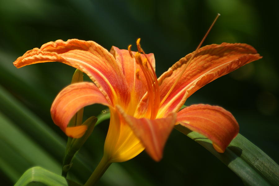 Wild Tiger Lily... # Photograph by Rob Luzier - Pixels