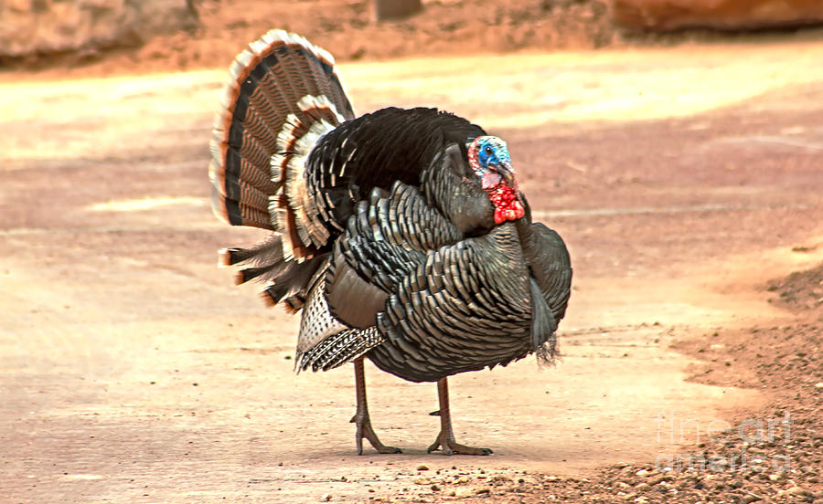 Wild Tom Turkey Photograph by Robert Bales